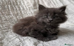 Maine Coon cats for sale: GORGEOUS MAINE COON KITTENS - Image 23