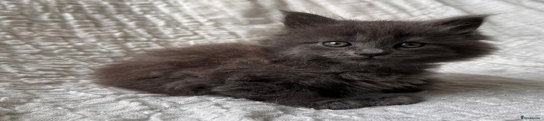 Maine Coon Kitten 2