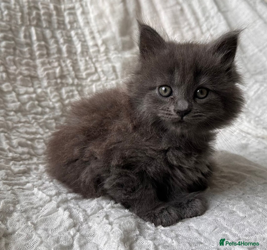 Maine Coon cats for sale: GORGEOUS MAINE COON KITTENS - Image 23