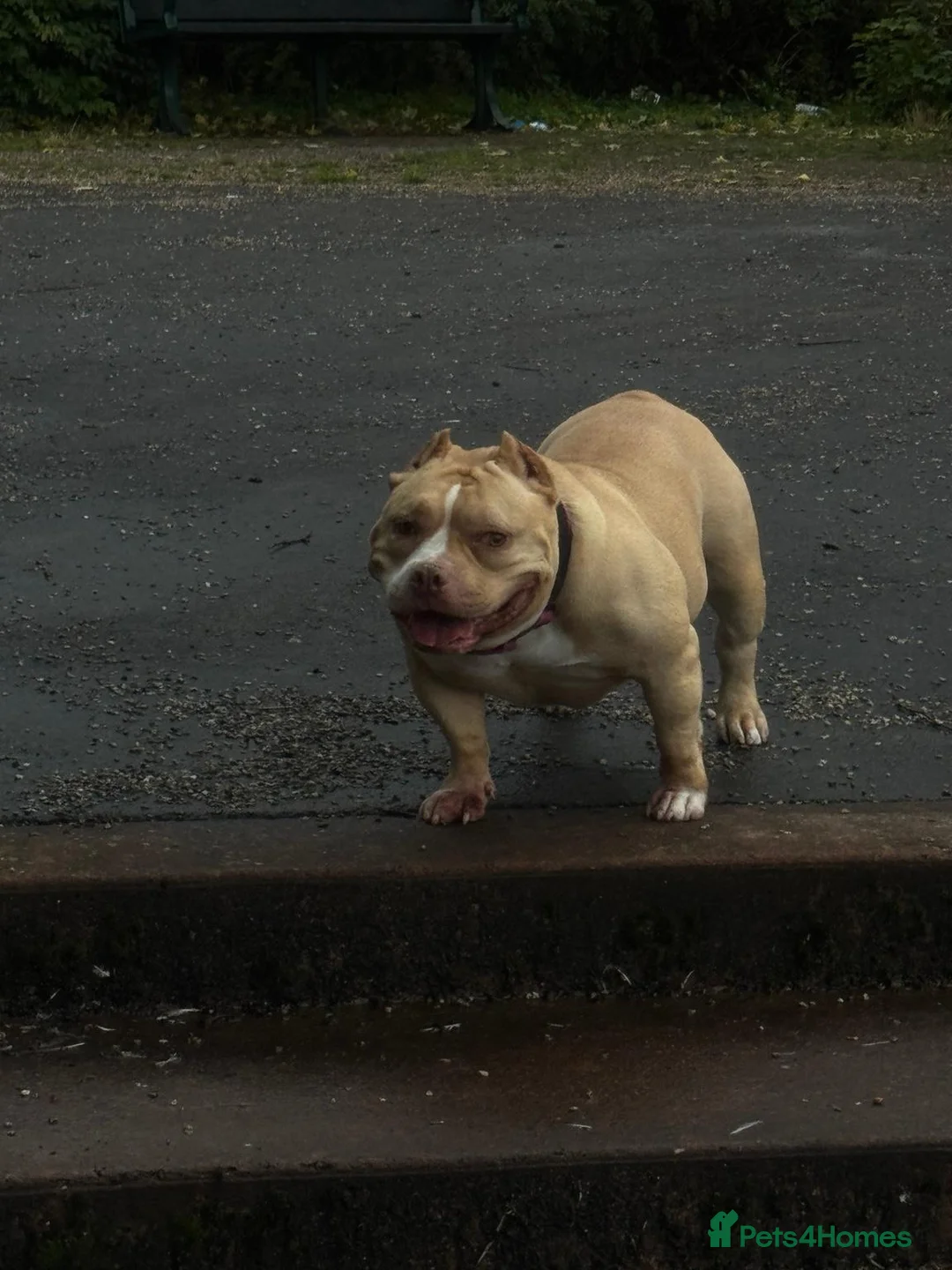 American Bully dogs for sale: Forever home wanted American Pocket Bully ❤️ in Manchester - Advert 10