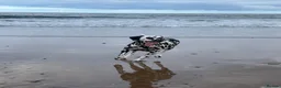 Dalmatian dogs for sale: 3 Yr old Female Dalmatian - Advert 4