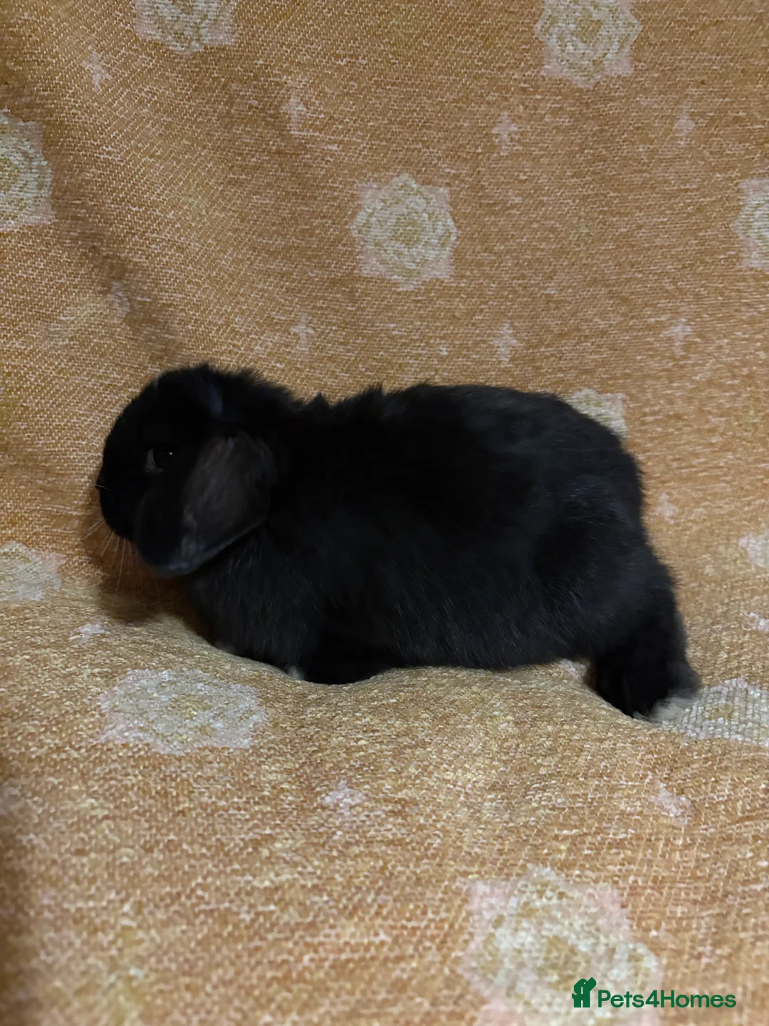 Mini Lop rabbits for sale: Mini lop doe - Advert 3