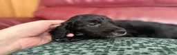 Cockapoo dogs for sale: 4 really to go F2 cocker puppies  in London - Advert 6