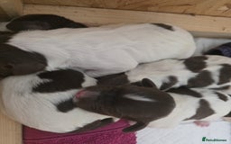 English Springer Spaniel dogs for sale: KC registered English Springer Spaniel puppies - Image 6