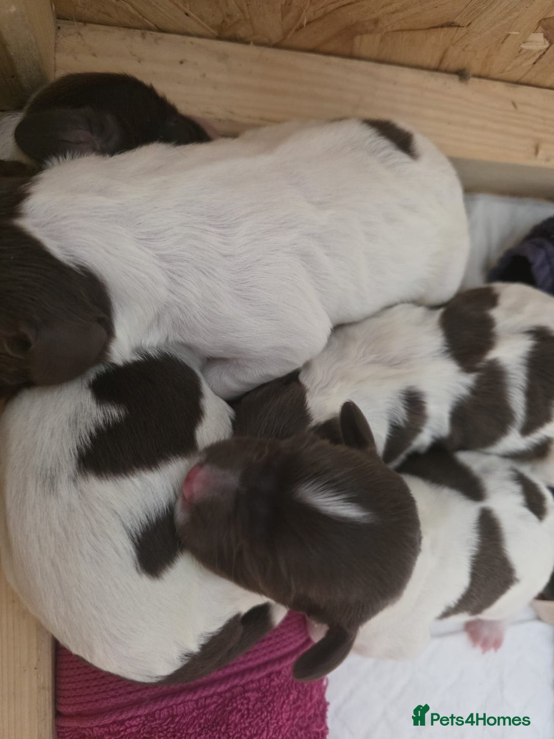 English Springer Spaniel dogs for sale: KC registered English Springer Spaniel puppies - Image 6