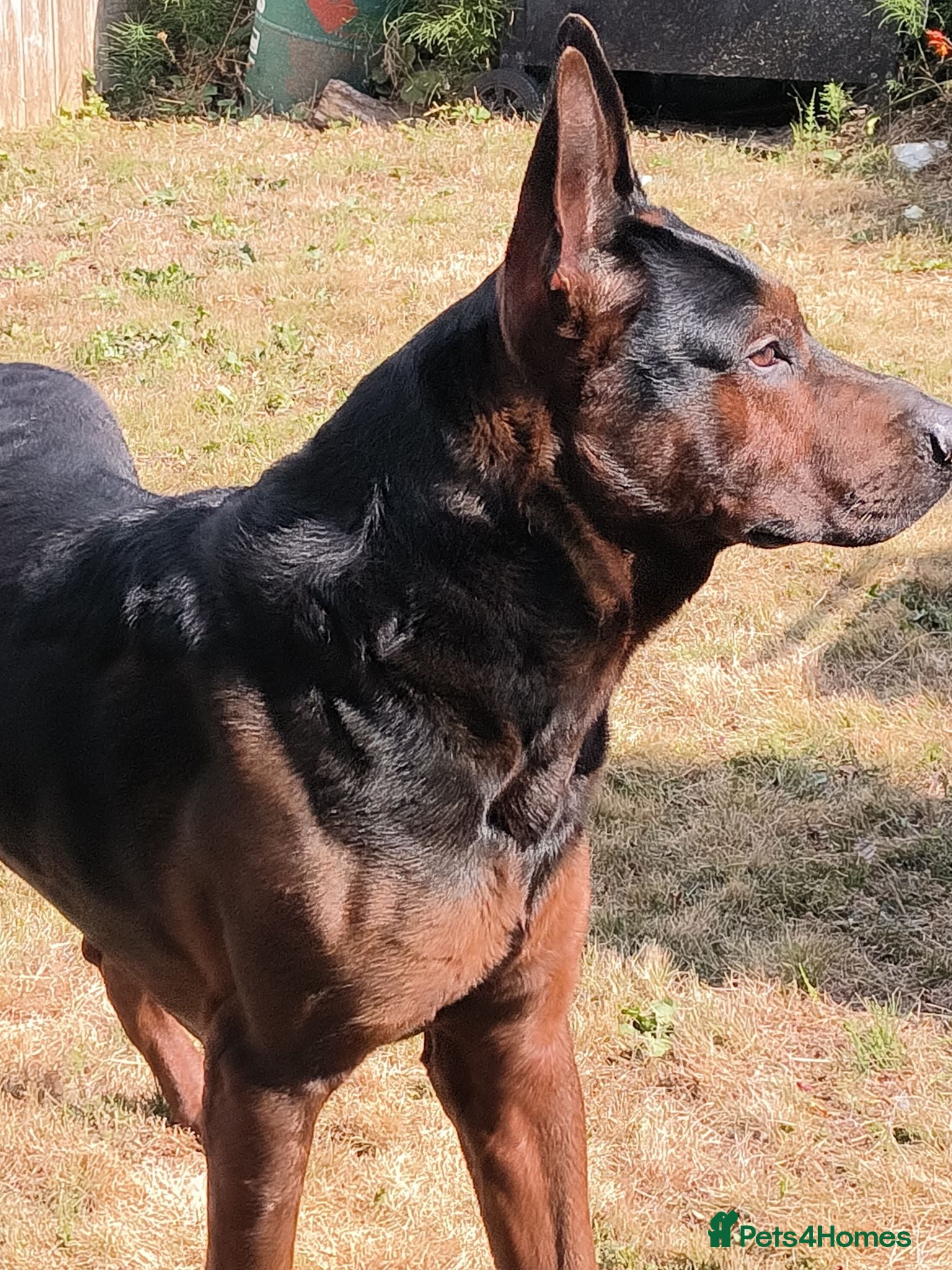 Chinese Red Dog dogs Beautiful laizhou Hong for stud - Advert 1
