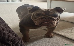 English Bulldog dogs for sale: 3 year old English Bulldog Bitch for sale  - Advert 5