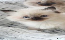 Ragdoll cats for sale: INDOOR FULL PEDIGREE RAGDOLL KITTENS - Image 37