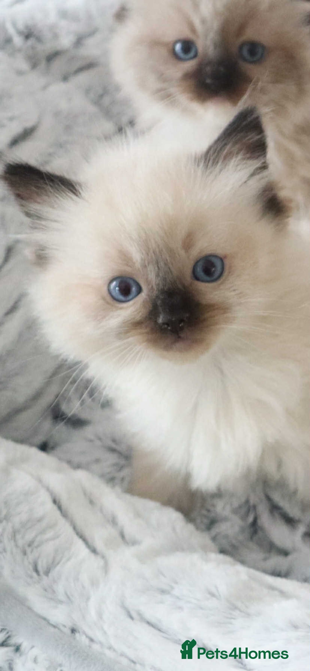 Ragdoll cats for sale: INDOOR FULL PEDIGREE RAGDOLL KITTENS - Image 37