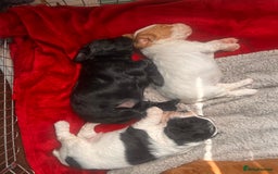 Cocker Spaniel dogs for sale: Working Cocker Spaniel Puppies - Image 13