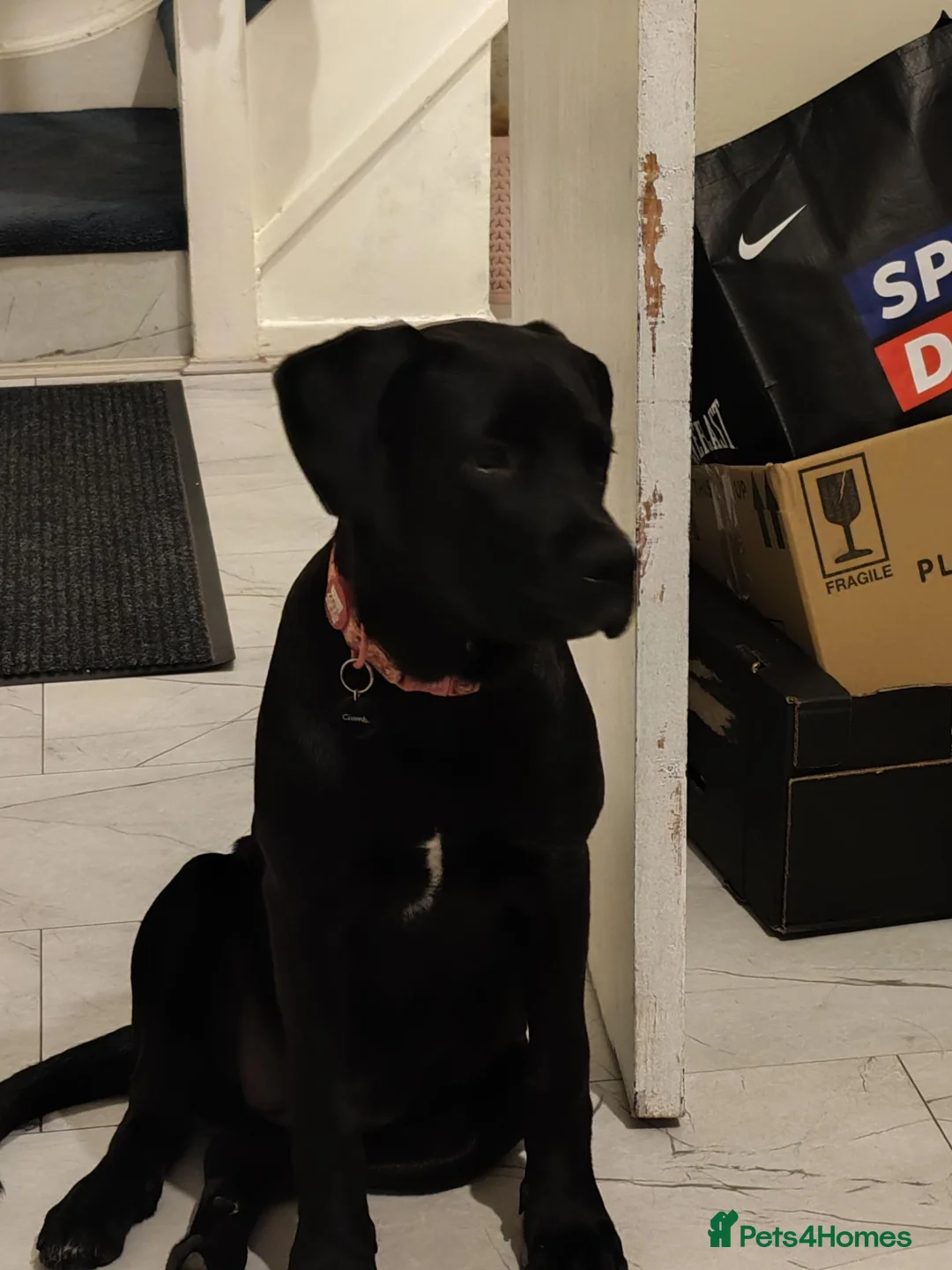 Mixed Breed dogs for sale: North American Mastiff X rottie  in Birmingham - Advert 3
