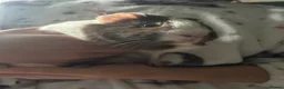 Guinea Pig rodents for sale: Guinea pig for sale - Advert 2
