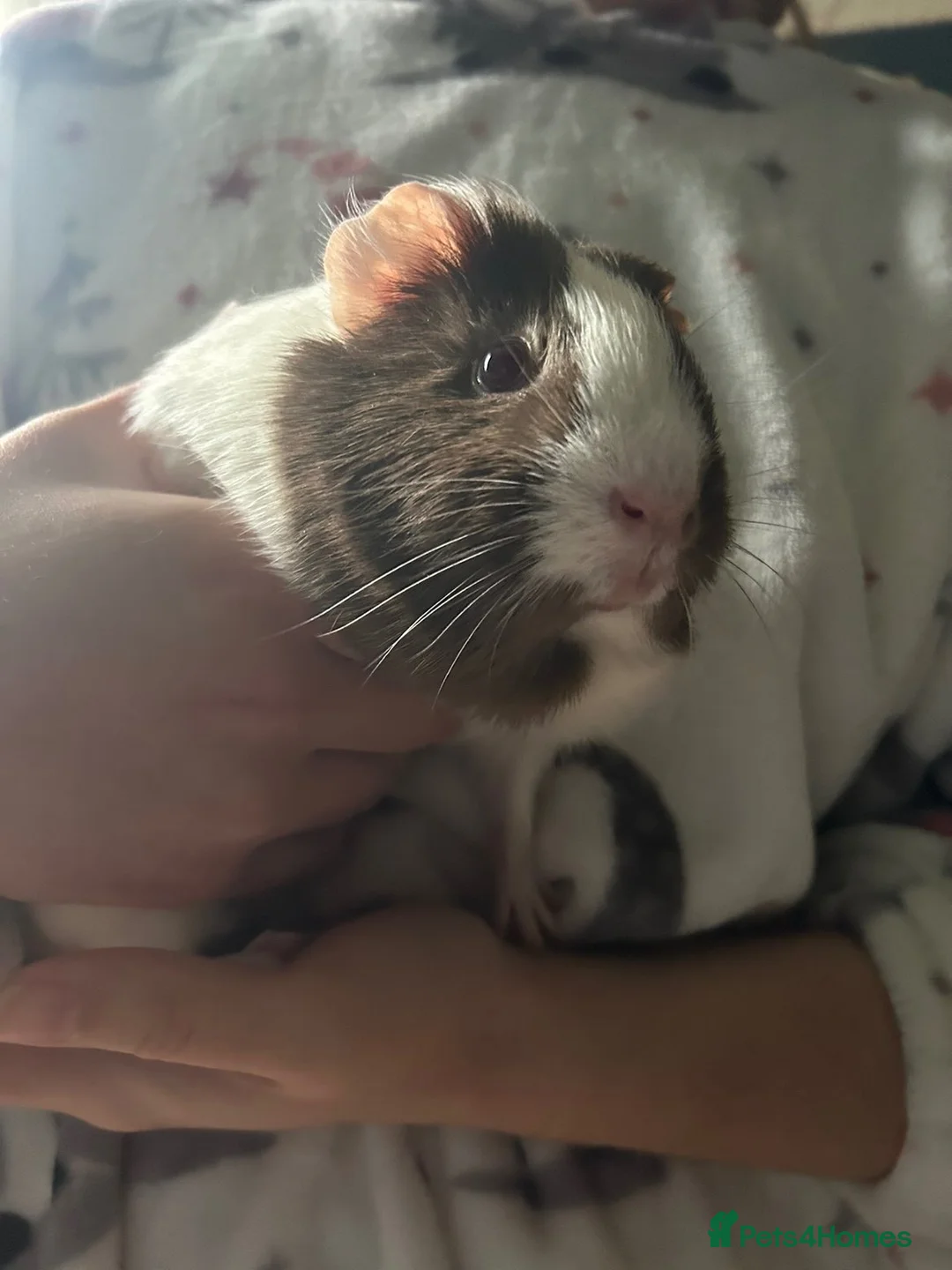 Guinea Pig rodents for sale: Guinea pig for sale - Advert 2