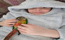 Parakeets birds for sale: Green Cheeked Conure. - Image 5