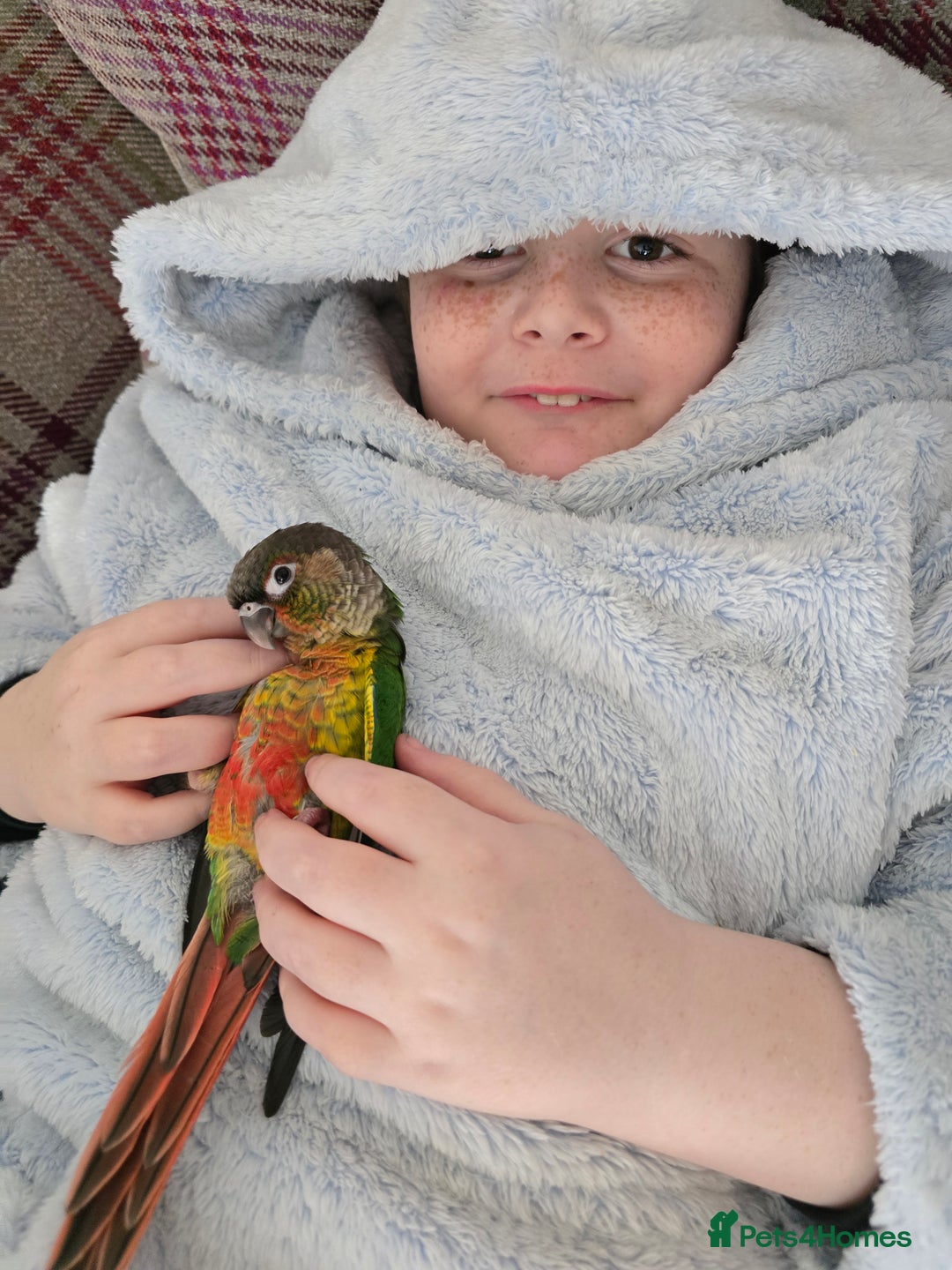 Parakeets birds for sale: Green Cheeked Conure. - Image 5
