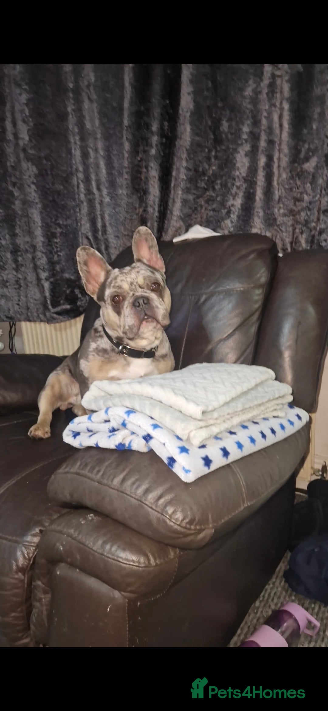 French Bulldog dogs for sale: French bulldog for sale - Advert 1