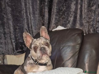 French Bulldog dogs French bulldog for sale - Advert 1