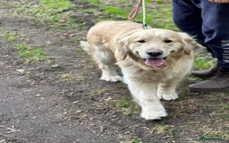 Golden Retriever dogs for sale: KC/FCI Well-Bred, Health CERTIFICATED,DAD CHAMPION - Image 13