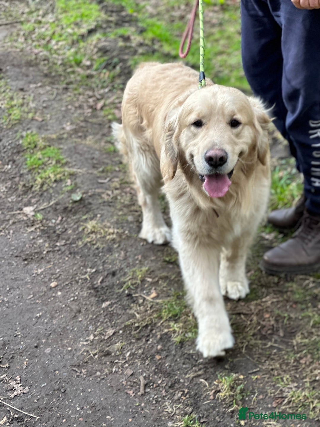 Golden Retriever dogs for sale: KC/FCI Well-Bred, Health CERTIFICATED,DAD CHAMPION - Image 13