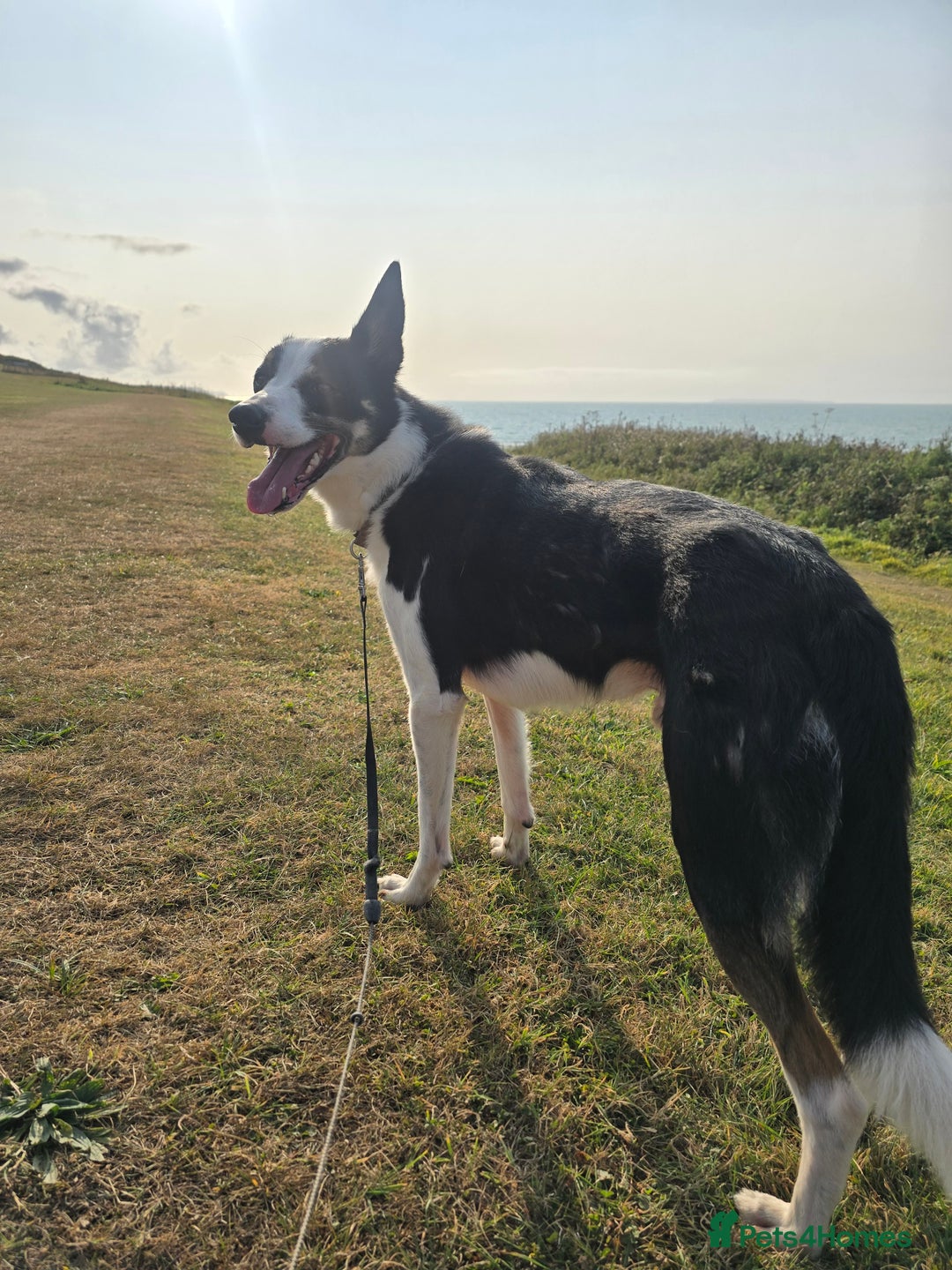 Border Collie dogs for sale: Border Collie - Image 1