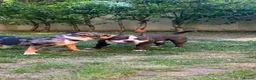 American Bully dogs for sale: Beautiful Pocket Bullies ABKC Registered  - Advert 8