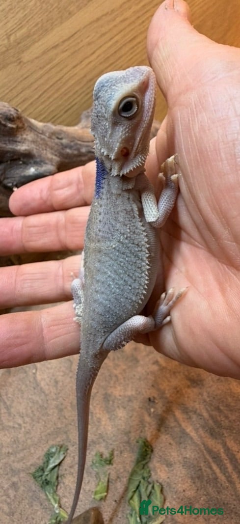 Bearded Dragon reptiles Hypo trans zeros  - Advert 2