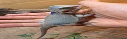 Bearded Dragon reptiles for sale: Hypo trans zeros  - Advert 1