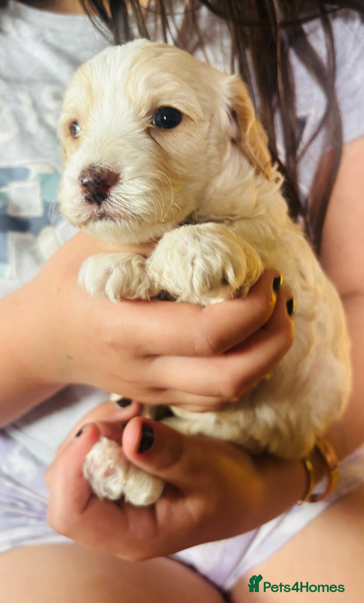 Cockapoo dogs Gorgeous thick coated f1b cockapoos  - Advert 6