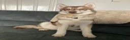 Shepsky dogs for sale: Shepsky puppies  - Advert 2