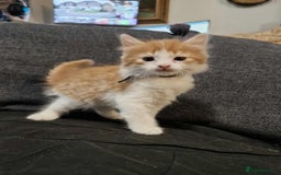 Maine Coon cats for sale: Maine Coon X kittens for sale - Image 1