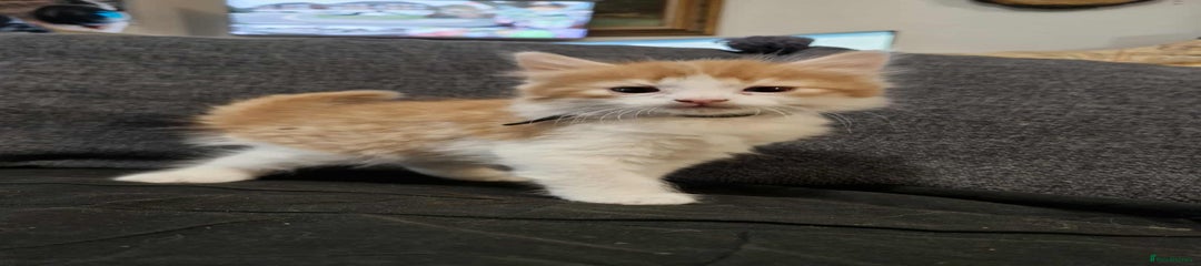 Maine Coon Kitten 1