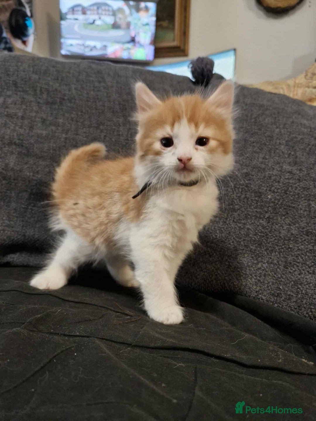 Maine Coon cats for sale: Maine Coon X kittens for sale - Image 1