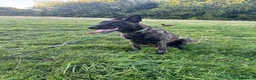 Belgian Shepherd Dog dogs for sale: 8 month old Dutch Herder - Advert 3