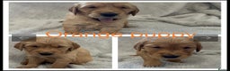 Golden Retriever dogs for sale: KC DNA tested gorgeous golden retriever puppies  - Advert 8