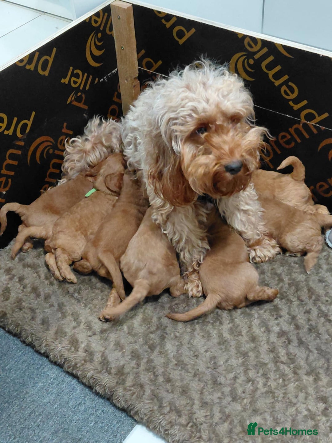 Cockapoo dogs for sale: Cockapoo pups for sale  - Image 17