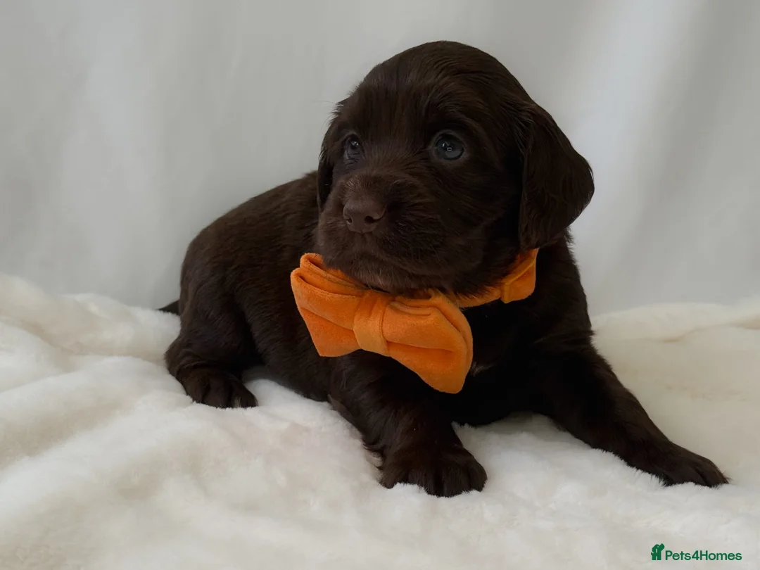 Cocker Spaniel dogs for sale: KC Working Cocker Spaniel Puppies - Health Tested  - Advert 12