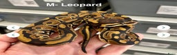 Python Snake reptiles for sale: Stunning Royal Pythons for sale  - Advert 2