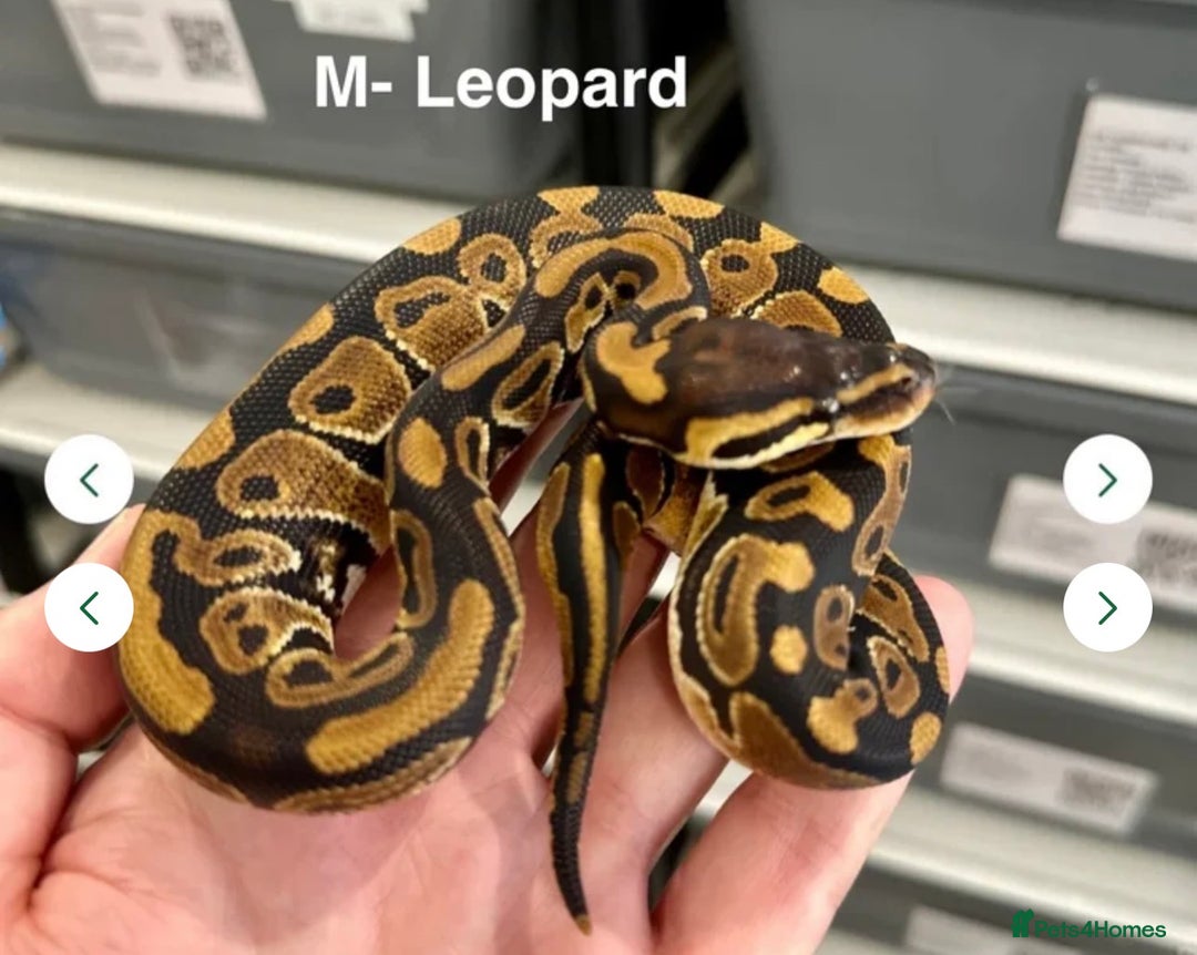 Python Snake reptiles for sale: Stunning Royal Pythons for sale  - Advert 2