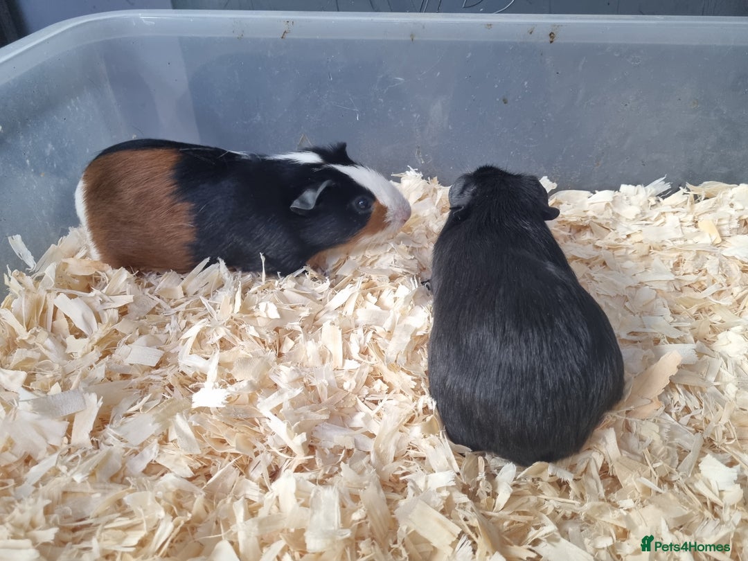 Guinea Pig rodents for sale: Baby Male Guinea Pigs  - Image 8