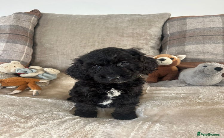 Cockapoo dogs - Advert 4