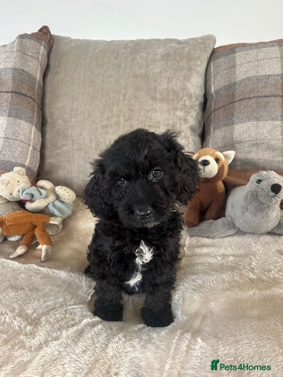 Cockapoo dogs for sale: Gorgeous F1 cockapoo puppies  - Image 2