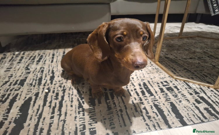 Miniature Dachshund dogs - Advert 2