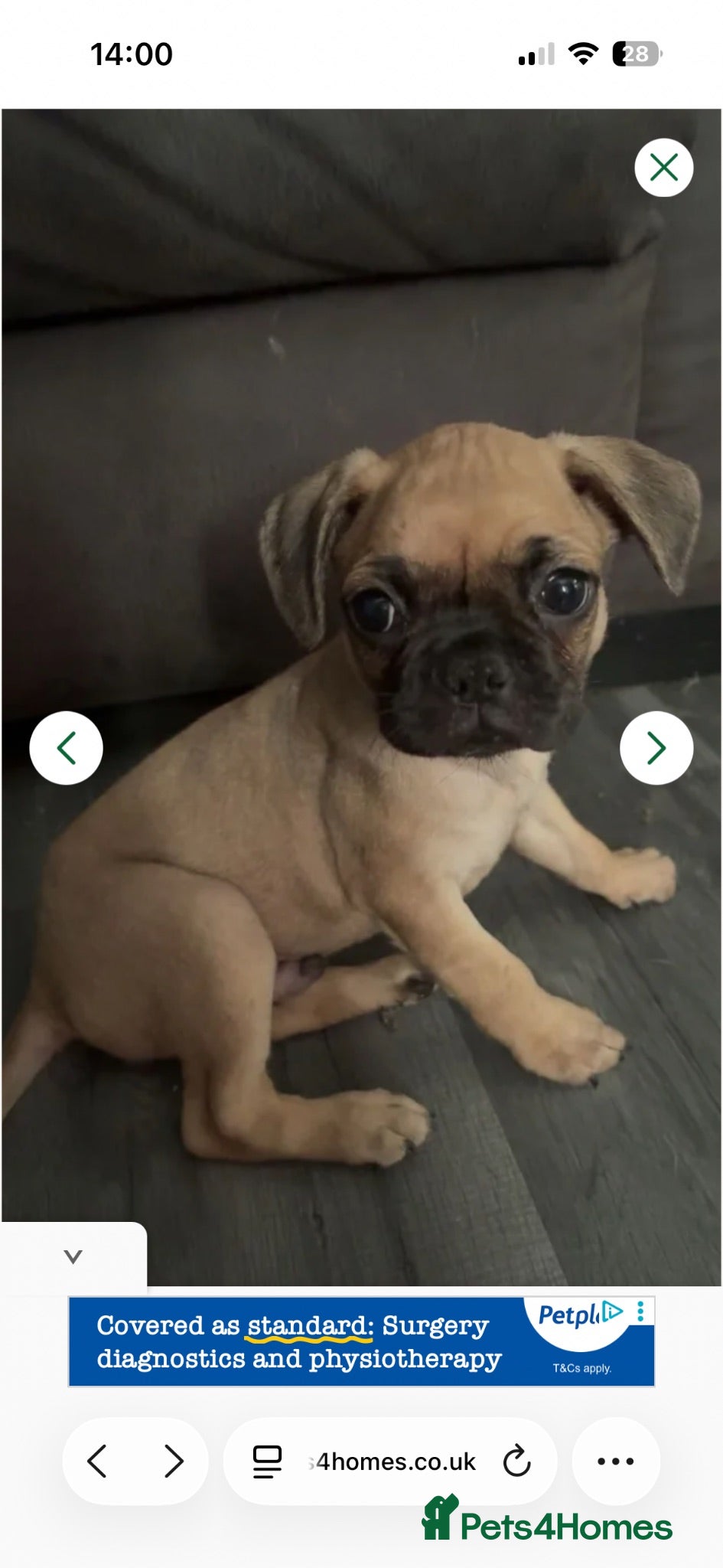 Frug dogs French Bull dog cross pugalier  - Advert 1