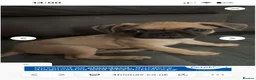 Frug dogs for sale: French Bull dog cross pugalier  - Advert 1