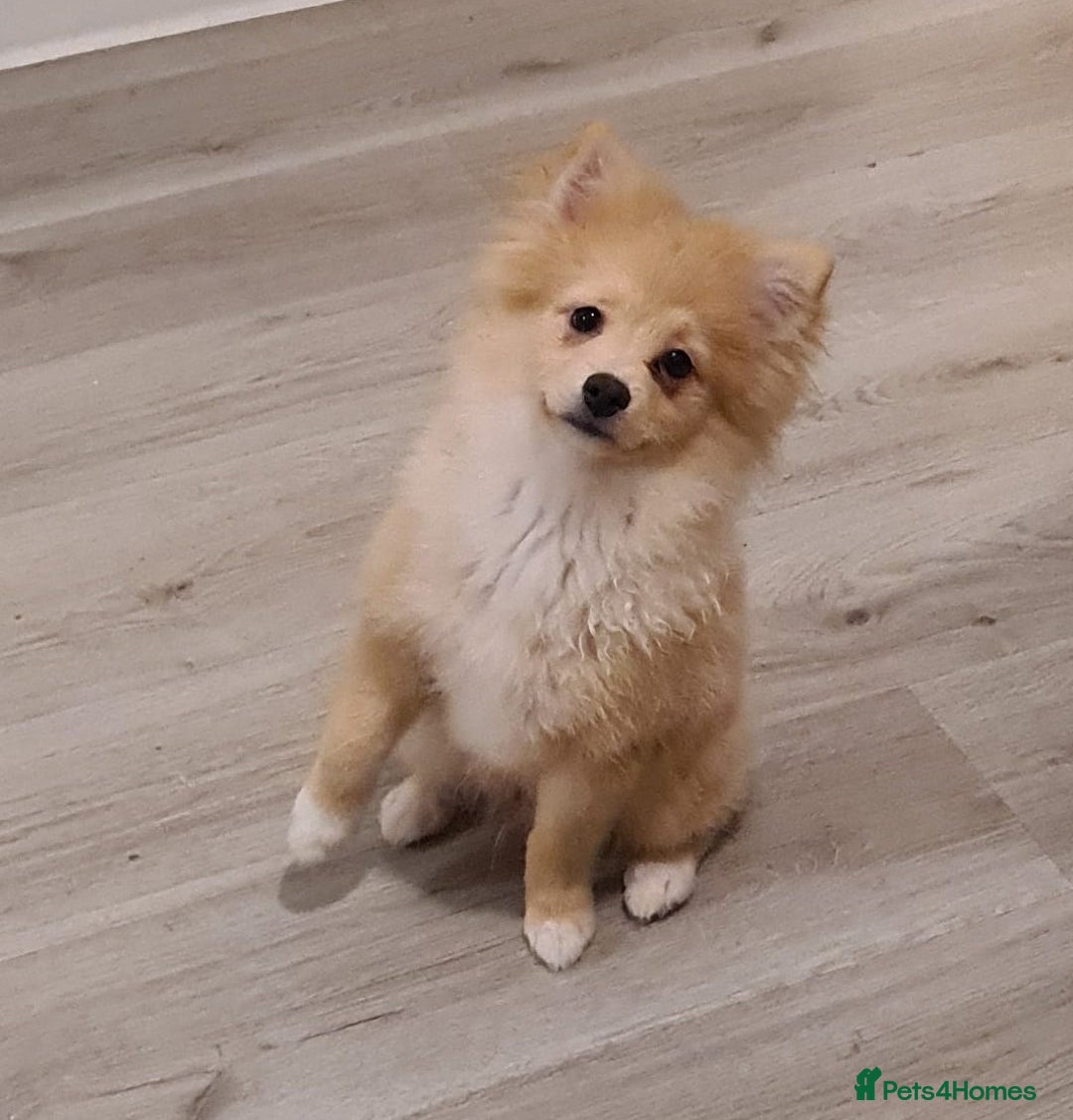 Pomeranian dogs for sale: 3 boys and 2 girls - Advert 5