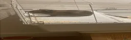 Guinea Pig rodents for sale: Two male guinea pigs with all accessories and cage - Advert 9