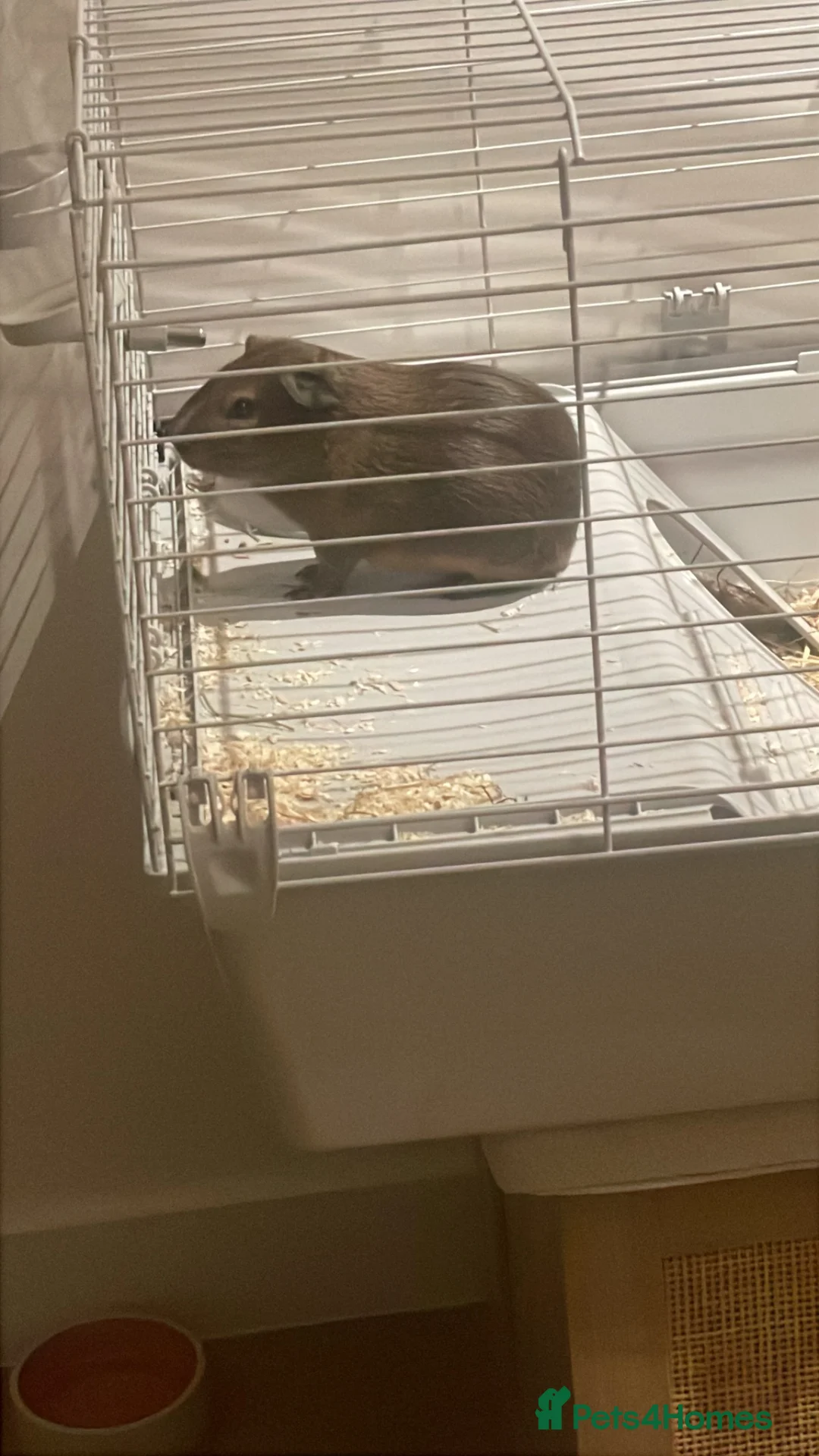Guinea Pig rodents for sale: Two male guinea pigs with all accessories and cage - Advert 9