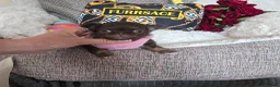 Chihuahua dogs for sale: Xx quality chocolate longcoat chihuahua puppies Xx - Advert 21