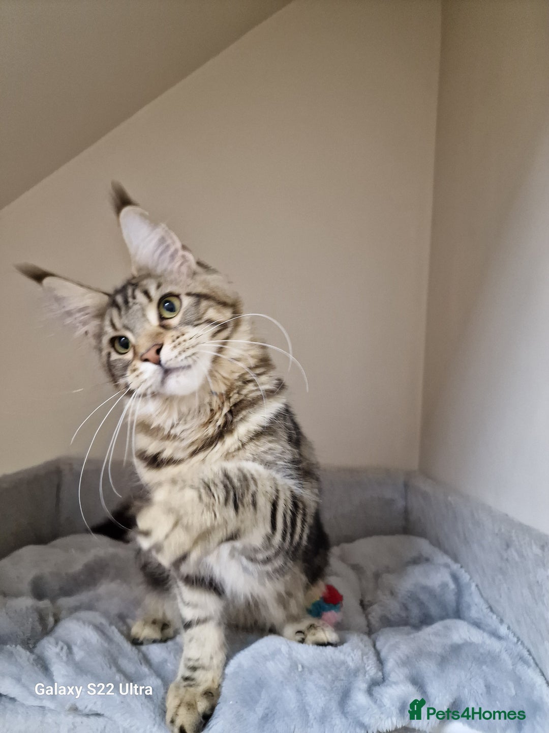 Maine Coon cats for sale: 🍁🍂Good females🏡🎯📣 - Image 32