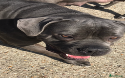 Cane Corso dogs for sale: Beautiful Blue Cane Corso Girls Ready Now - Image 12